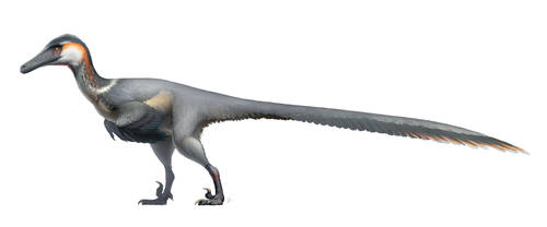 Austroraptor cabazai for Wikipedia