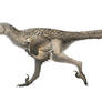 Dromaeosaurus albertensis for Wikipedia