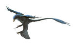 Microraptor gui for Wikipedia