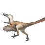 Velociraptor mongoliensis for Wikipedia