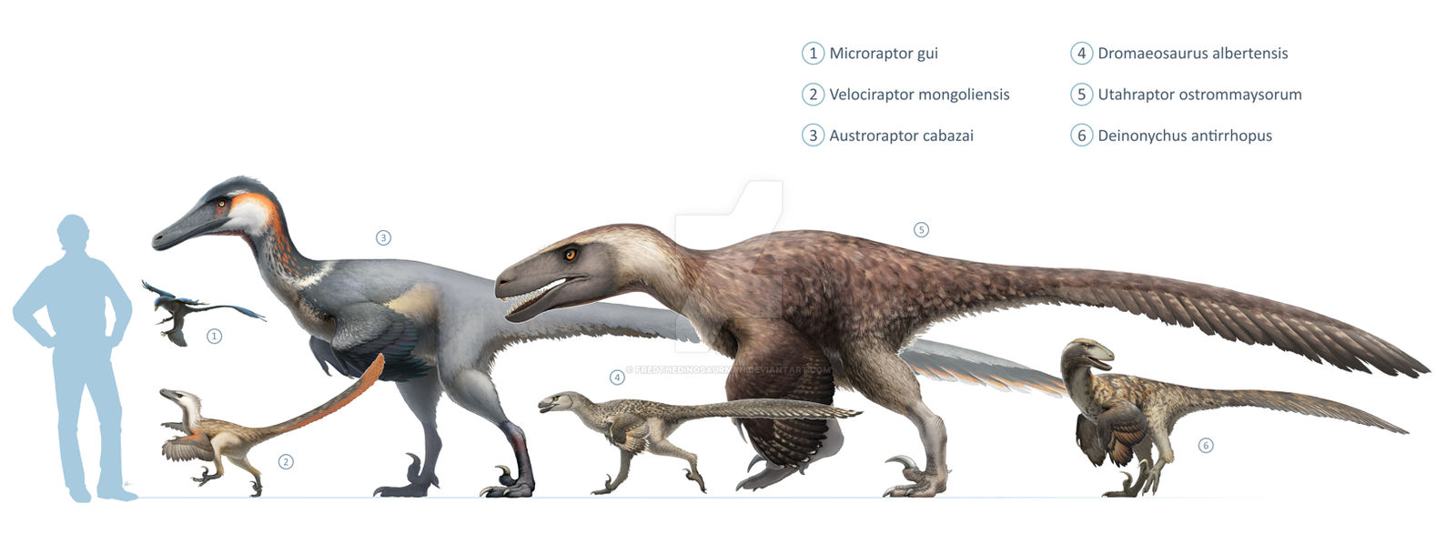 Dromaeosauridae size chart for Wikipedia