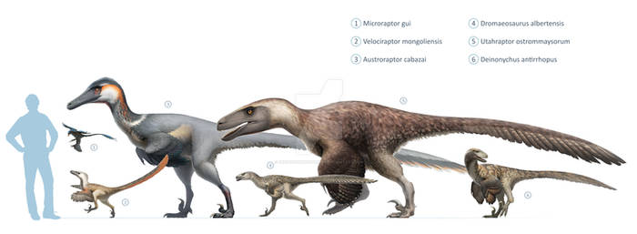 Dromaeosauridae size chart for Wikipedia