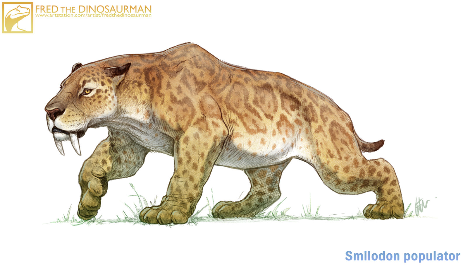 Smilodon Color Smilodon populator by FredtheDinosaurman on DeviantArt