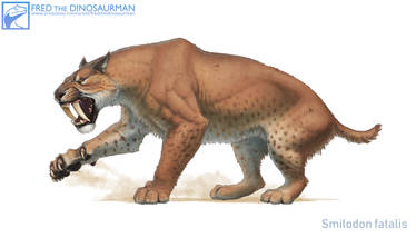 Smilodon fatalis #2