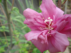 pink flower