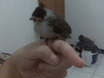 My Little Baby Bird Tweety