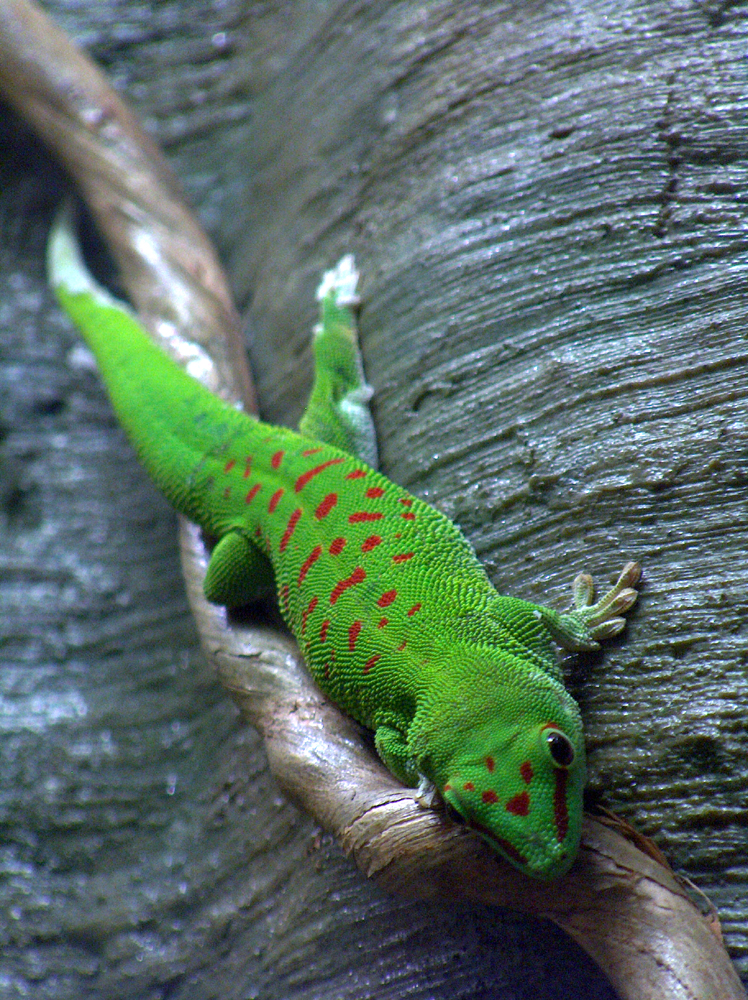 AMNH: Liddle Green Gecko