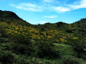 Desert Flowers 1