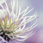 Softness. by 0paline