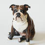 Portrait Bulldog figurine