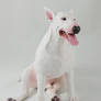 English Bull Terrier OOAK sculpture