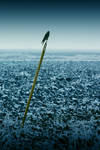 Equilibrium by j-adree