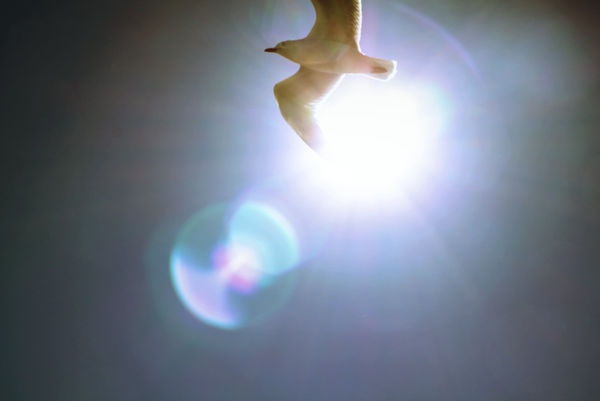 the sun and the seagull.