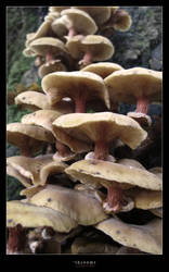 'shrooms