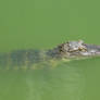 Lake Alice Alligator #1