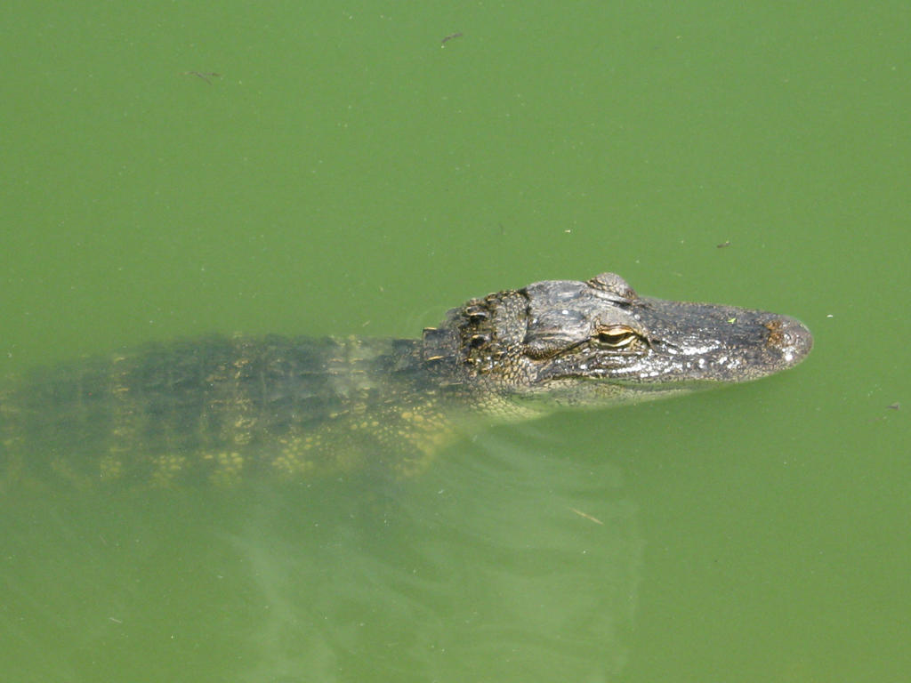Lake Alice Alligator #1