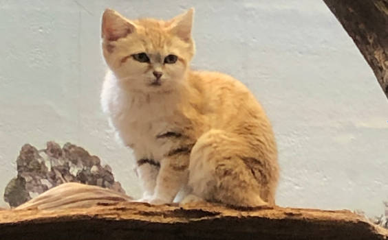 Sand cat