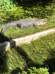 American alligator