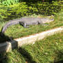 American alligator