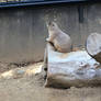 Marmot