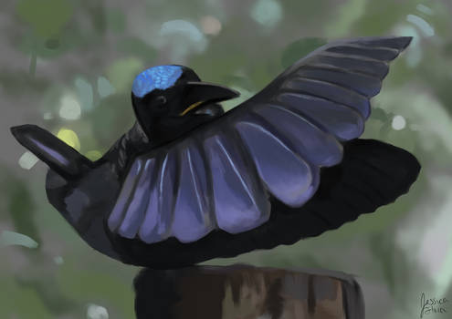 Magnificent Riflebird Drawing Explore the Best Riflebird Art | DeviantArt