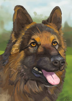 German Shepherd