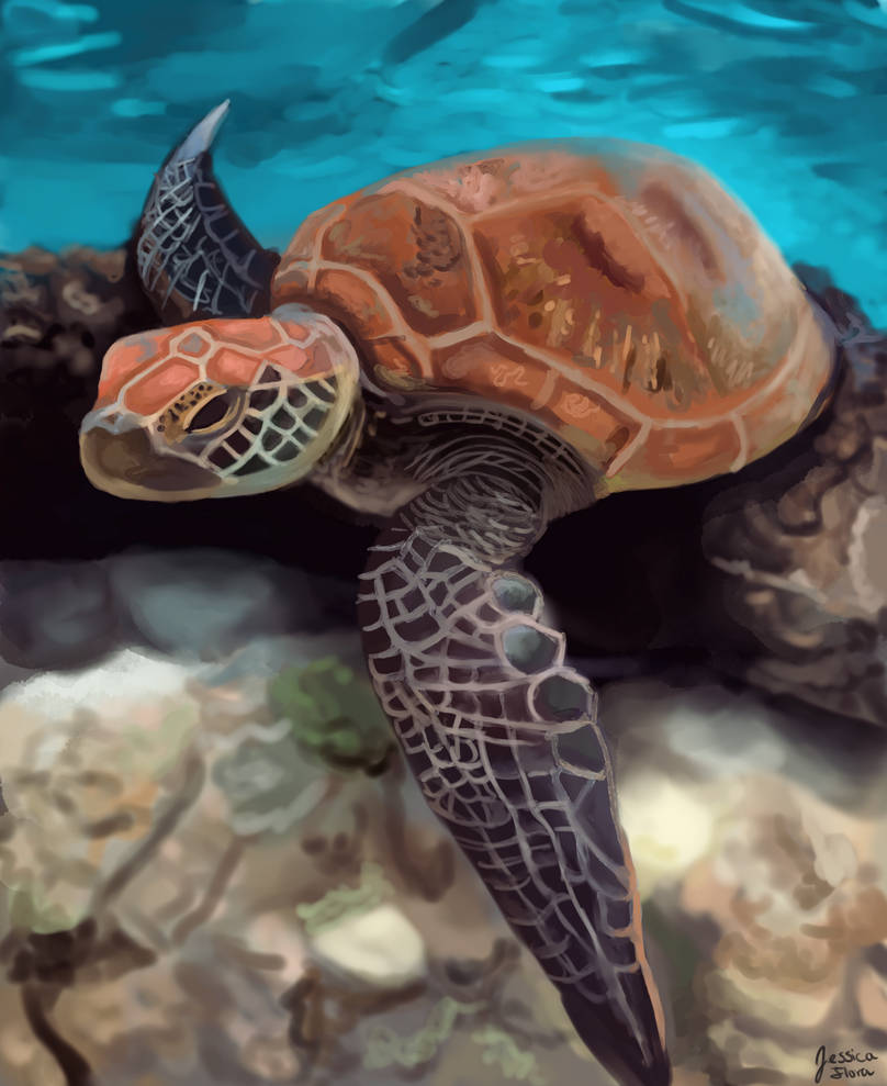 Deviantart Softshell Turtle Sea Turtle by florajessica on DeviantArt