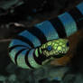 Venomous Sea Snake