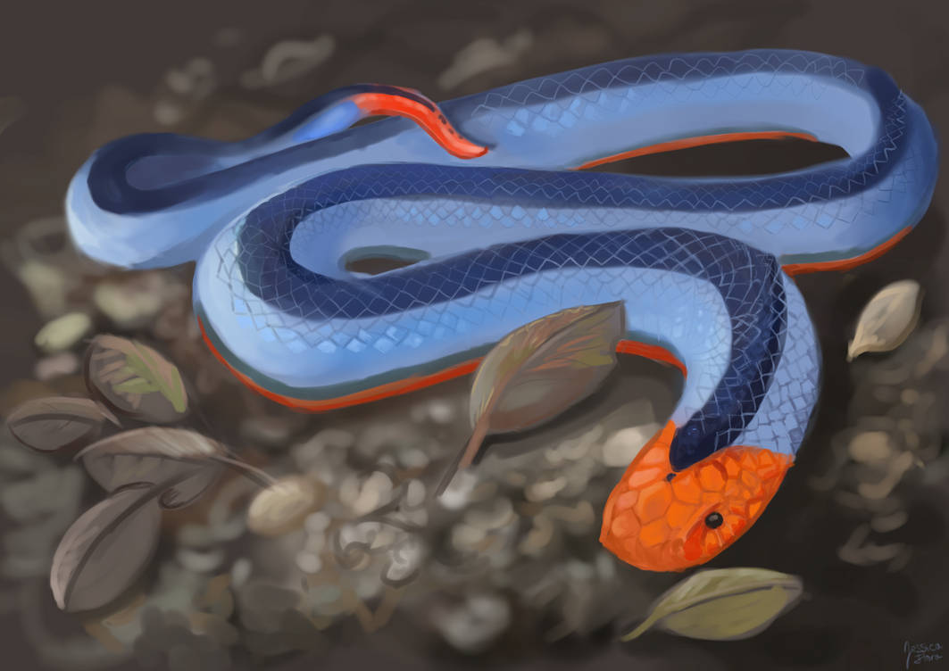 Blue Corel Snake by florajessica on DeviantArt