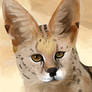 Serval