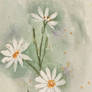 Daisy Watercolor Study