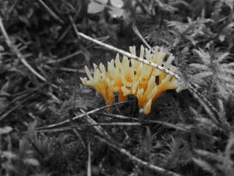 Yellow Mushroom of Ignorance