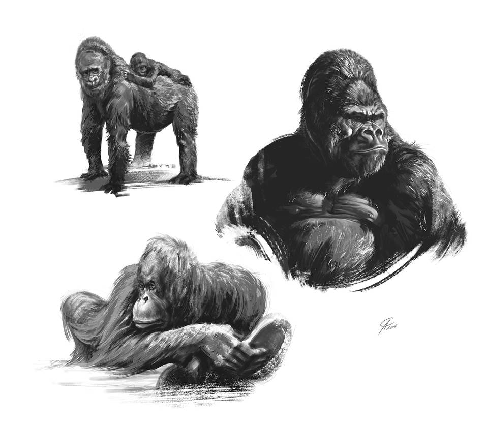 Primated Deviantart Quick sketches_Primates by Sergey82M on DeviantArt