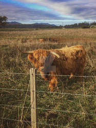 Highland Cow