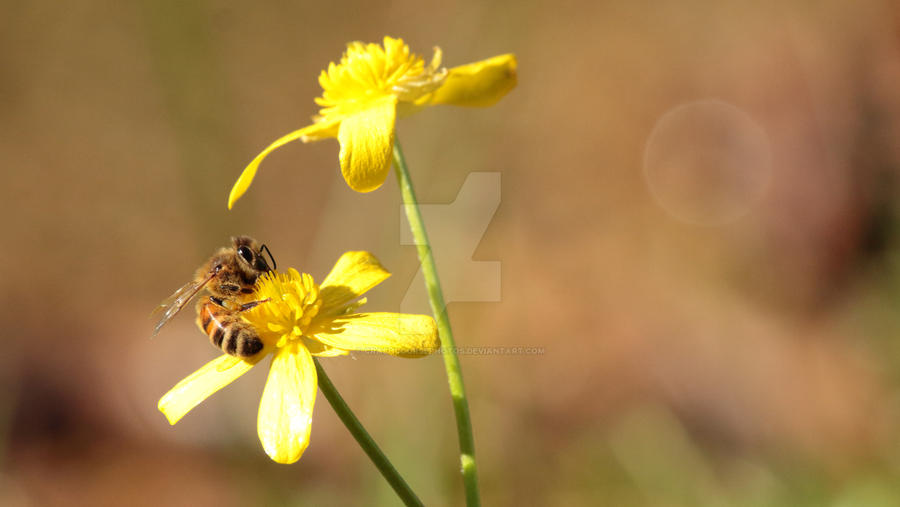 False Spring by crashcoursephotos on DeviantArt