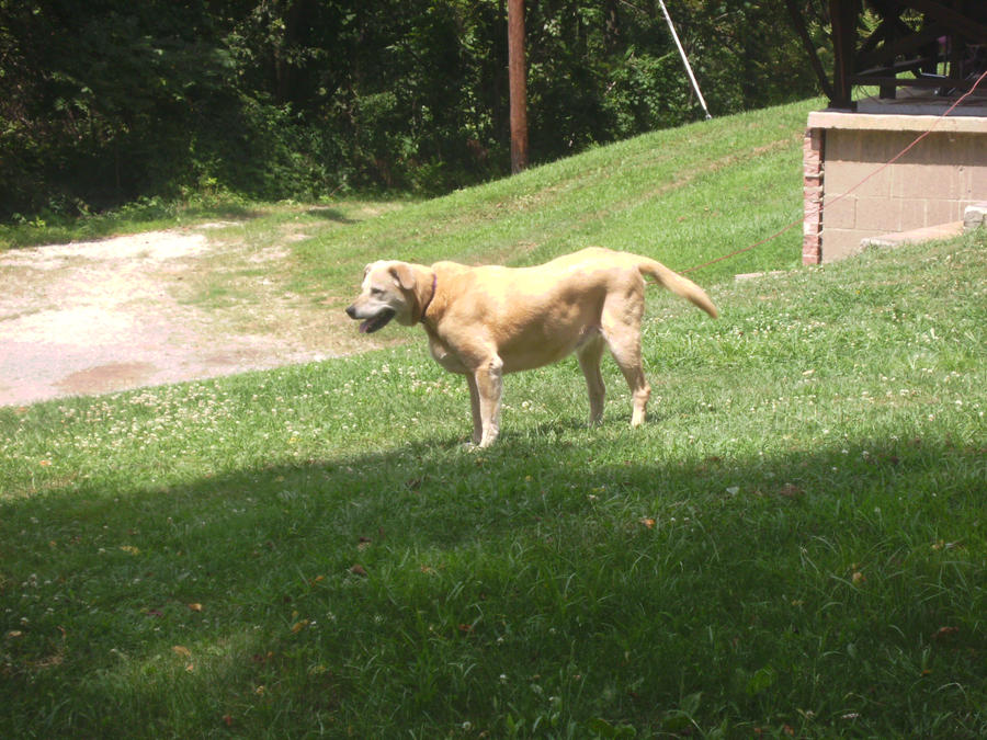 Rox by ayano1215 on DeviantArt