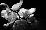 black and white orchid by freye