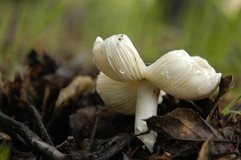 Little Mushroom