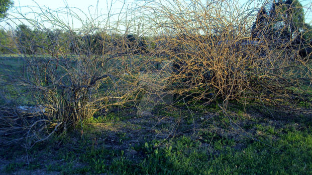 Wisteria before growth