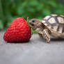 Baby-turtle-eats-strawberry