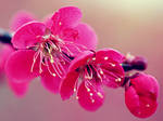 Cherry blossom by Lileya