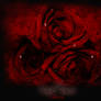 Dark roses