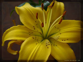 Yellow lily wallpaper 2