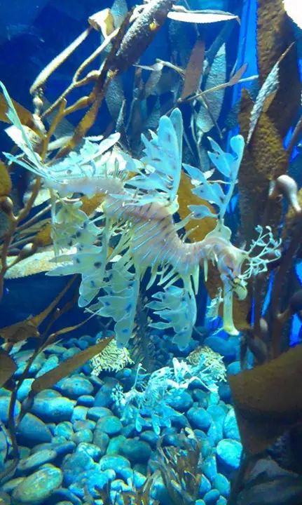 Leafy Sea Dragon