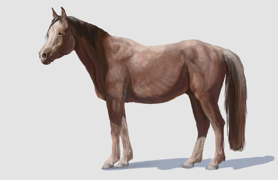 Horse Render Study