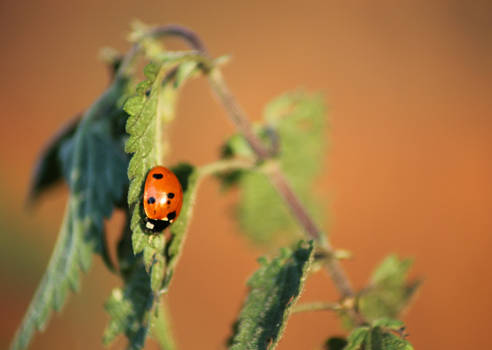 Ladybird