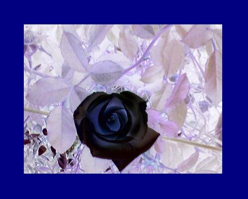 Inverted Rose Pattern Inverted Rose by Swift-Tiger on DeviantArt