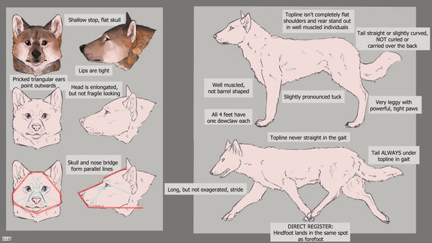 [R] Notes and lore on the Chichibu Inu