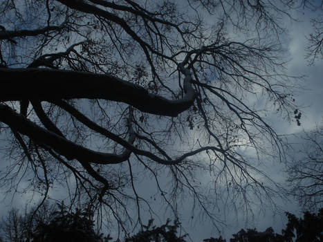 Cielo e Albero