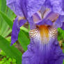 Iris_01